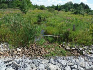 A summer photo of the headwater sample site in the Jenkinson Drain catchment located on Flewellyn Road