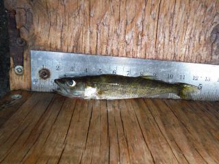 Walleye and smallmouth bass captured at the embayment at the Richmond Conservation Area