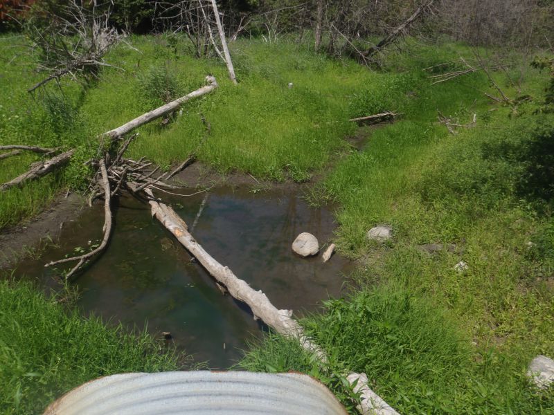 A summer photo of the headwater sample site in the Long Lake catchment located on McLean Road
