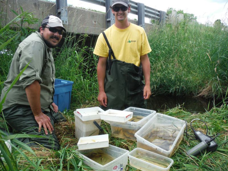 RVCA staff sorting fish captured in Barbers Creek into containers by species for identification 