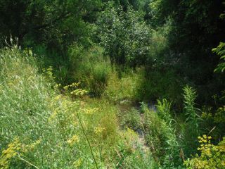 A summer photo of the headwater sample site in the Jock River Richmond catchment located on Joy’s Road