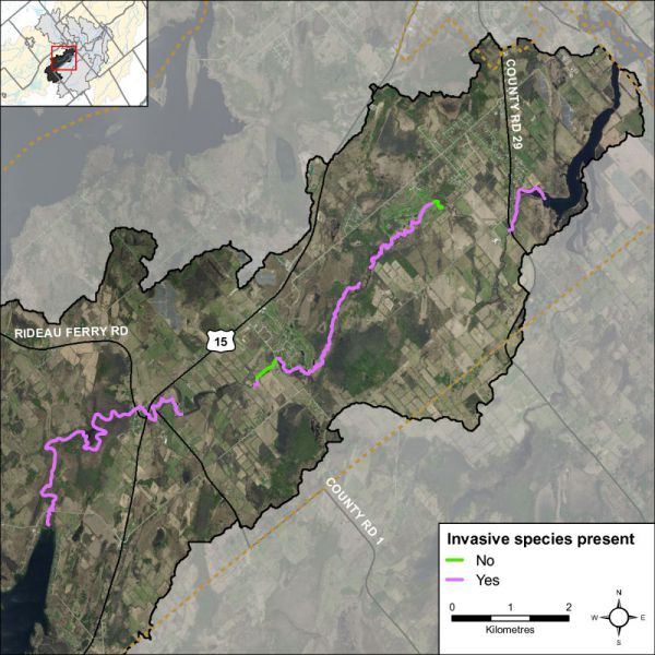 Figure 59 Invasive species observed along Otter Creek