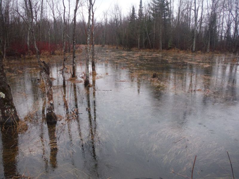Spring photo of a headwater sample site in the Rideau – Merrickville catchment located on Roses bridge road
