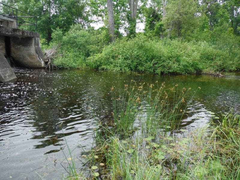 A view of the habitat where the northern pike was captured