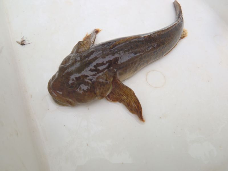 Photo XX A mottled sculpin captured on Dales Creek which is a sign of cold water habitat conditions