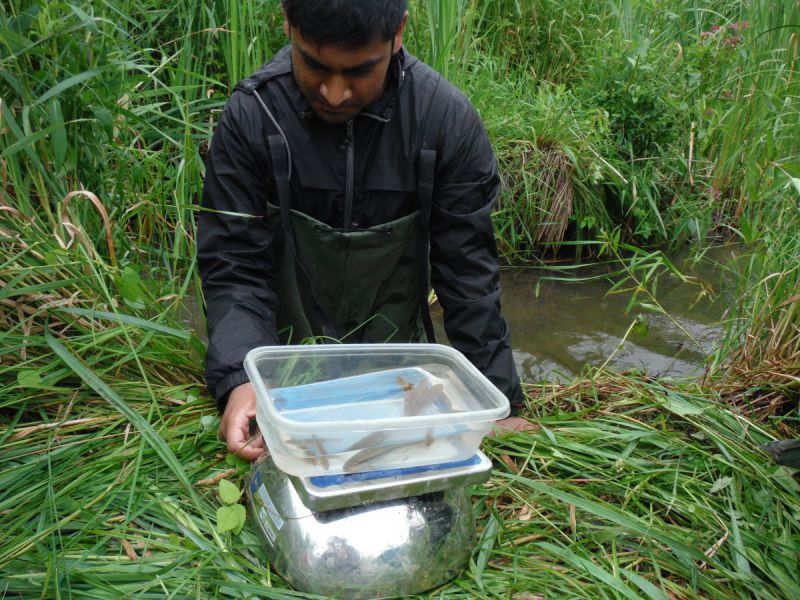 Weighing and identifying fish on Rosedale Creek